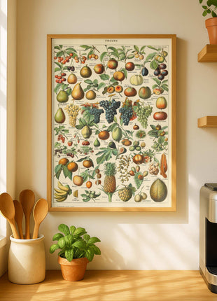 Adolphe Millot “Fruits” – Vintage Botanical Print from Le Larousse pour tous (c. 1897–1904). Unframed