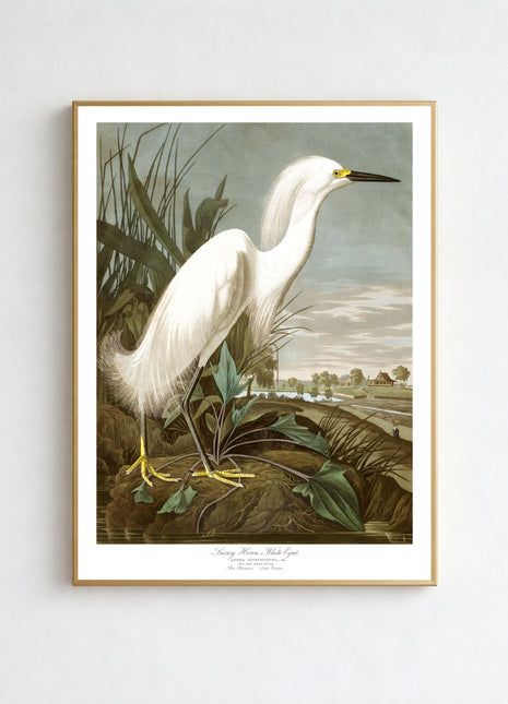 Snowy Heron, or White Egret Vintage Print — From John James Audubon’s Birds of America (1827–1838)