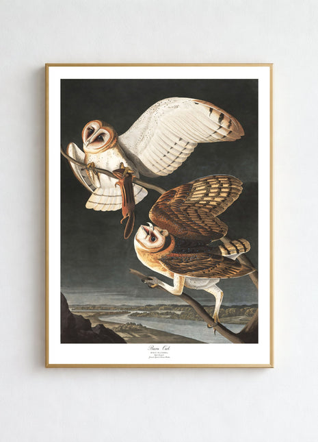 Barn Owl Vintage Print — From John James Audubon’s Birds of America (1827–1838)