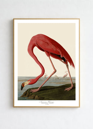 Pink Flamingo Vintage Print — From John James Audubon’s Birds of America (1827–1838)