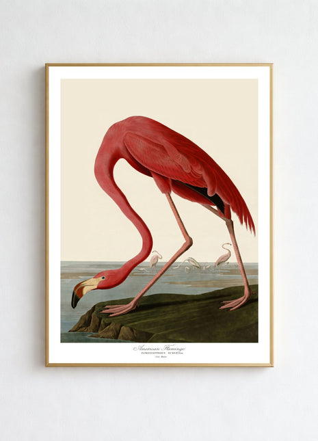 Pink Flamingo Vintage Print — From John James Audubon’s Birds of America (1827–1838)