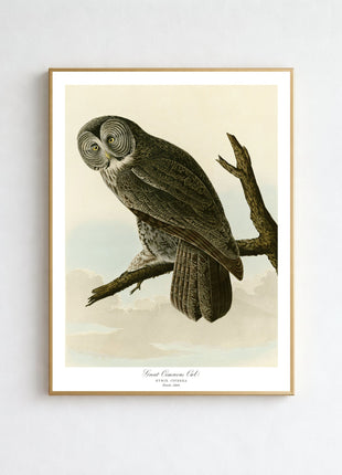 Great Cinereous Owl Vintage Print — From John James Audubon’s Birds of America (1827–1838)