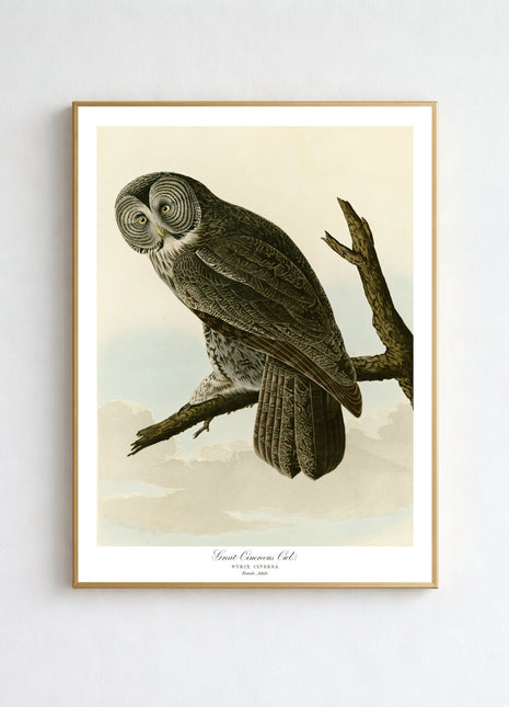 Great Cinereous Owl Vintage Print — From John James Audubon’s Birds of America (1827–1838)
