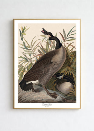 Canada Geese Vintage Print — From John James Audubon’s Birds of America (1827–1838). Unframed