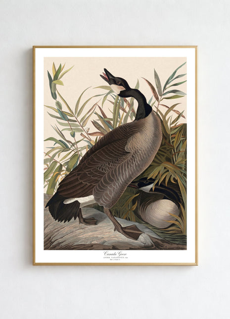 Canada Geese Vintage Print — From John James Audubon’s Birds of America (1827–1838). Unframed