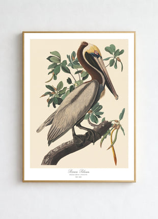 Brown Pelican Vintage Print — From John James Audubon’s Birds of America (1827–1838). Unframed