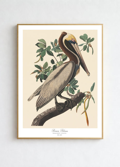 Brown Pelican Vintage Print — From John James Audubon’s Birds of America (1827–1838). Unframed