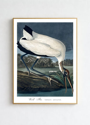 Wood Ibis Vintage Print — From John James Audubon’s Birds of America (1827–1838)