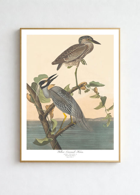 Yellow-Crowned Heron Vintage Print — From John James Audubon’s Birds of America (1827–1838)