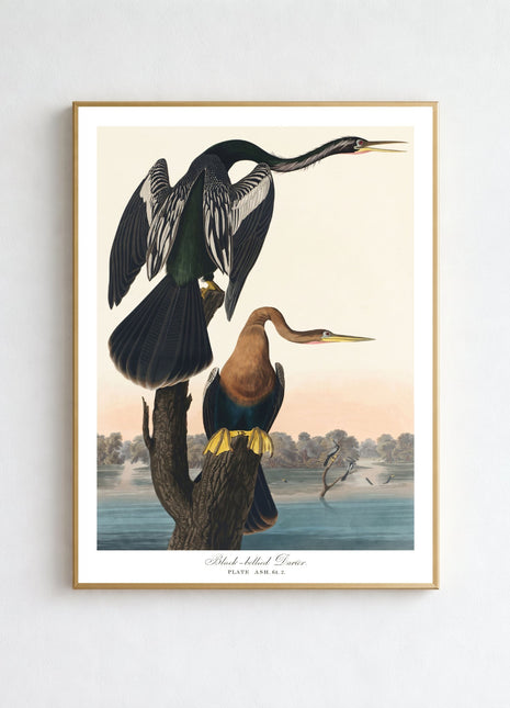Black-bellied Darter Vintage Print — From John James Audubon’s Birds of America (1827–1838)