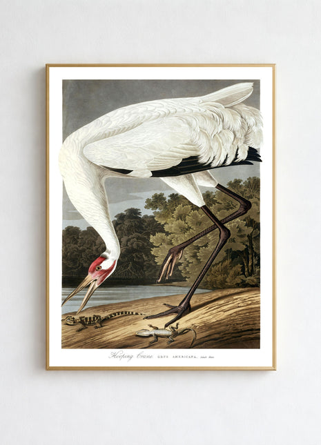 Hooping Crane Vintage Print — From John James Audubon’s Birds of America (1827–1838). Unframed
