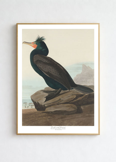 Double-crested Cormorant Vintage Print — From John James Audubon’s Birds of America (1827–1838). Unframed