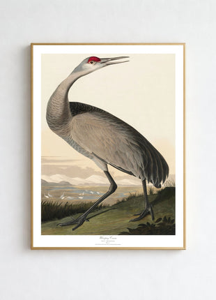 Whooping Crane Vintage Print — From John James Audubon’s Birds of America (1827–1838)