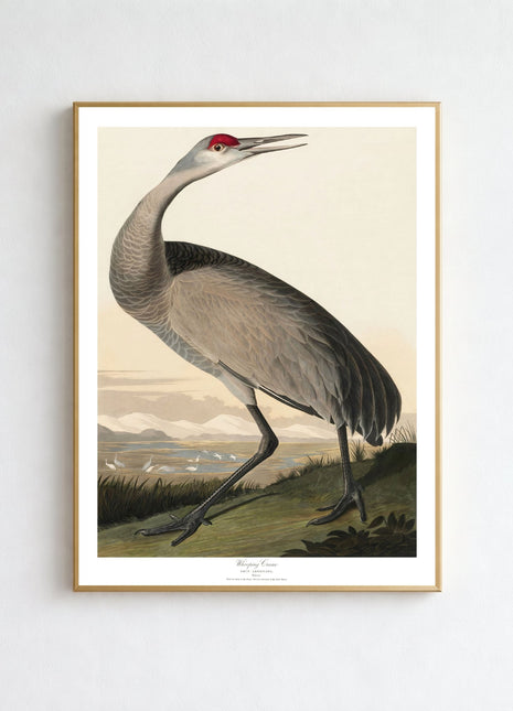 Whooping Crane Vintage Print — From John James Audubon’s Birds of America (1827–1838)