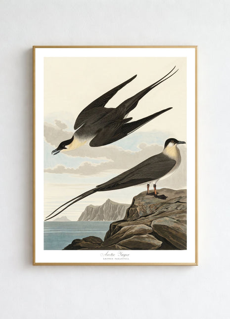 Arctic Yager Vintage Print — From John James Audubon’s Birds of America (1827–1838)