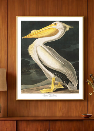 American White Pelican Vintage Print — From John James Audubon’s Birds of America (1827–1838)