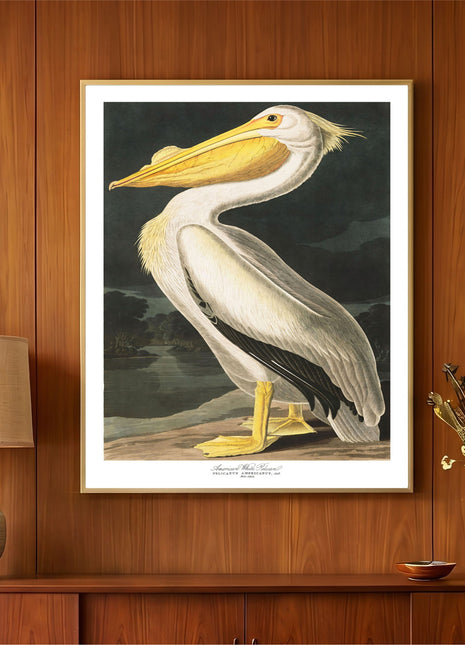 American White Pelican Vintage Print — From John James Audubon’s Birds of America (1827–1838)