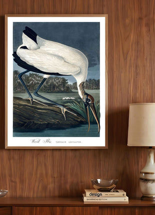 Wood Ibis Vintage Print — From John James Audubon’s Birds of America (1827–1838)