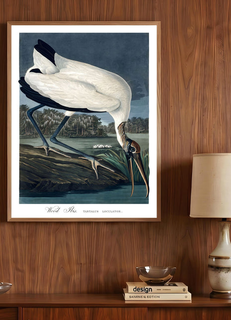 Wood Ibis Vintage Print — From John James Audubon’s Birds of America (1827–1838)