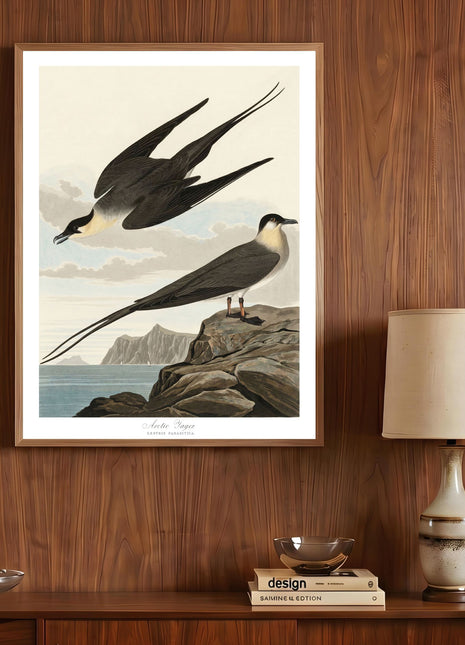 Arctic Yager Vintage Print — From John James Audubon’s Birds of America (1827–1838)