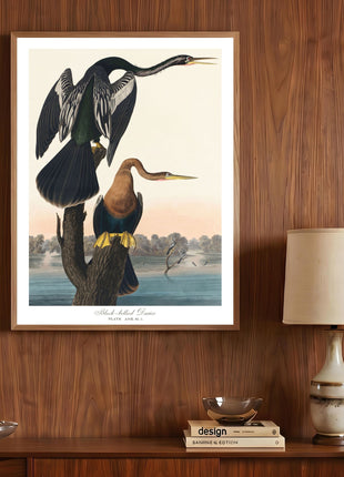 Black-bellied Darter Vintage Print — From John James Audubon’s Birds of America (1827–1838)