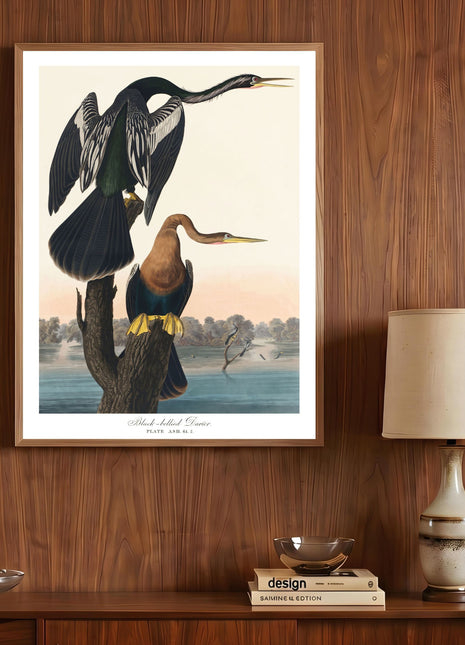 Black-bellied Darter Vintage Print — From John James Audubon’s Birds of America (1827–1838)