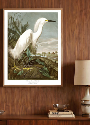 Snowy Heron, or White Egret Vintage Print — From John James Audubon’s Birds of America (1827–1838)