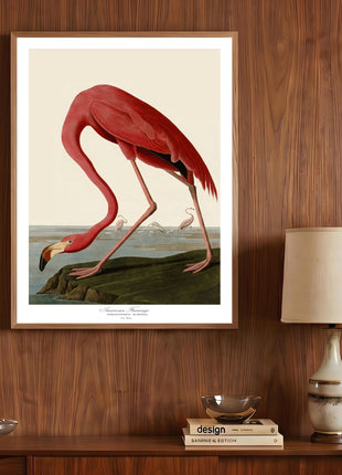 Pink Flamingo Vintage Print — From John James Audubon’s Birds of America (1827–1838)