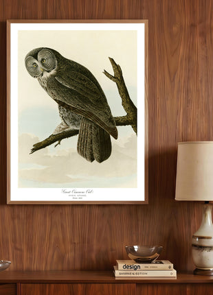 Great Cinereous Owl Vintage Print — From John James Audubon’s Birds of America (1827–1838)