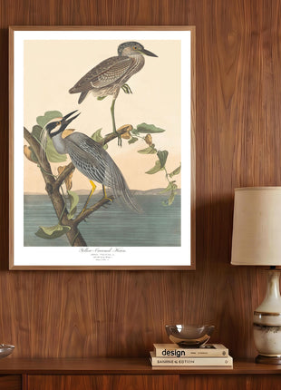 Yellow-Crowned Heron Vintage Print — From John James Audubon’s Birds of America (1827–1838)
