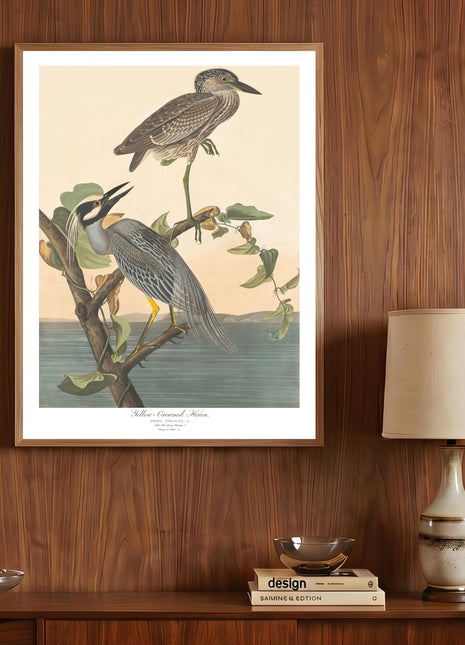 Yellow-Crowned Heron Vintage Print — From John James Audubon’s Birds of America (1827–1838)
