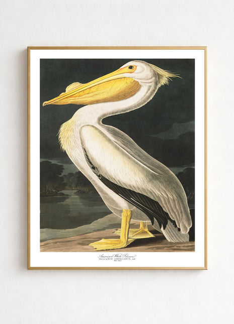 American White Pelican Vintage Print — From John James Audubon’s Birds of America (1827–1838)