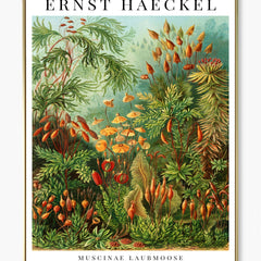 Collection image for: Ernst Haeckel