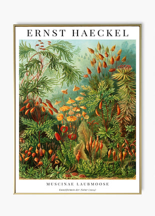 Ernst Haeckel “Muscinae (Laubmoose)” Poster (1904) — Kunstformen der Natur Moss Illustration. Unframed