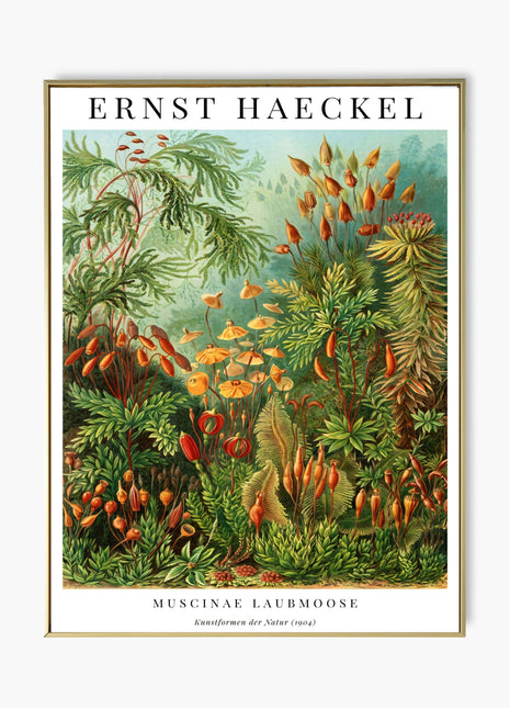 Ernst Haeckel “Muscinae (Laubmoose)” Poster (1904) — Kunstformen der Natur Moss Illustration. Unframed