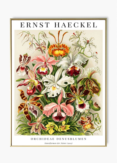 Ernst Haeckel “Orchideae (Denusblumen)” Poster (1904) — Kunstformen der Natur Orchid Illustration. Unframed