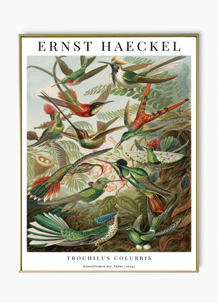 Ernst Haeckel “Trochilus Colubris” Poster (1904) — Kunstformen der Natur Hummingbird Illustration. Unframed