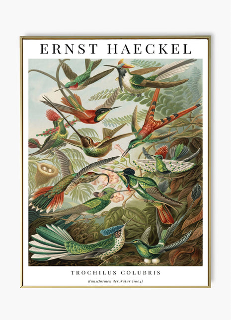 Ernst Haeckel “Trochilus Colubris” Poster (1904) — Kunstformen der Natur Hummingbird Illustration. Unframed