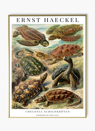 Ernst Haeckel “Chelonia (Schildkröten)” Poster (1904) — Kunstformen der Natur Turtle Illustration. Unframed