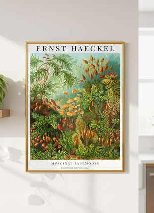Ernst Haeckel “Muscinae (Laubmoose)” Poster (1904) — Kunstformen der Natur Moss Illustration. Unframed