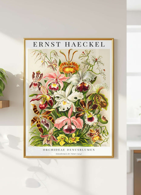 Ernst Haeckel “Orchideae (Denusblumen)” Poster (1904) — Kunstformen der Natur Orchid Illustration. Unframed