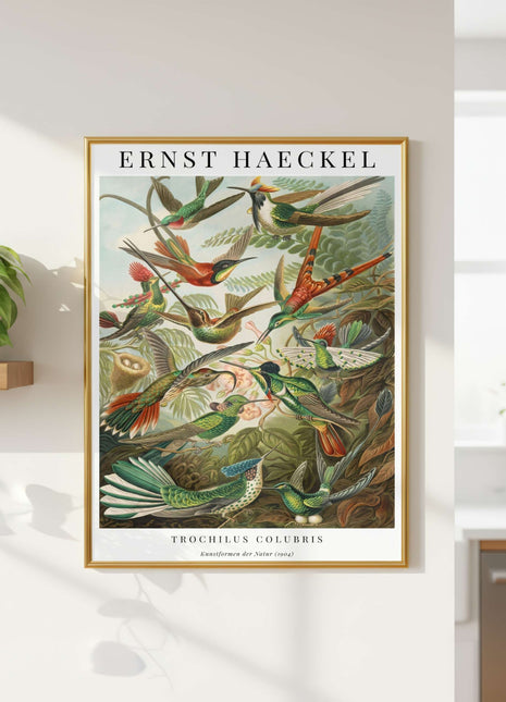 Ernst Haeckel “Trochilus Colubris” Poster (1904) — Kunstformen der Natur Hummingbird Illustration. Unframed
