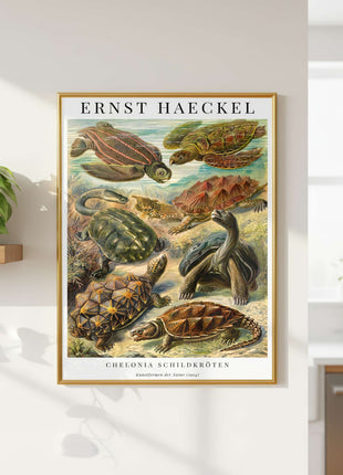 Ernst Haeckel “Chelonia (Schildkröten)” Poster (1904) — Kunstformen der Natur Turtle Illustration. Unframed