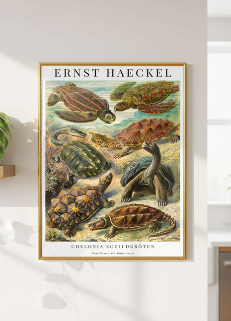 Ernst Haeckel “Chelonia (Schildkröten)” Poster (1904) — Kunstformen der Natur Turtle Illustration. Unframed