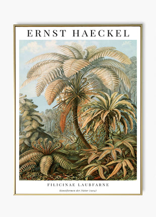 Ernst Haeckel “Filicinae (Laubfarne)” Poster (1904) — Kunstformen der Natur Fern Illustration. Unframed