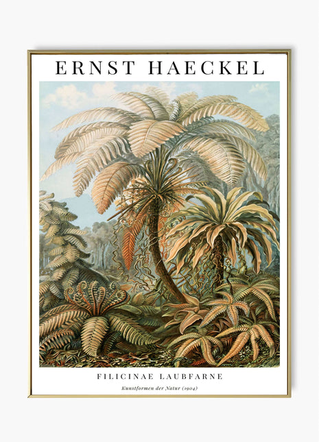 Ernst Haeckel “Filicinae (Laubfarne)” Poster (1904) — Kunstformen der Natur Fern Illustration. Unframed
