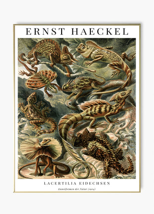 Ernst Haeckel “Lacertilia (Eidechsen)” Poster (1904) — Kunstformen der Natur Lizard Illustration. Unframed