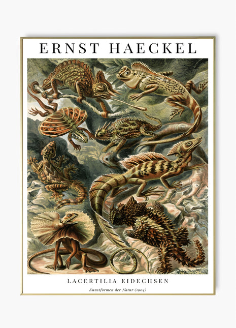 Ernst Haeckel “Lacertilia (Eidechsen)” Poster (1904) — Kunstformen der Natur Lizard Illustration. Unframed