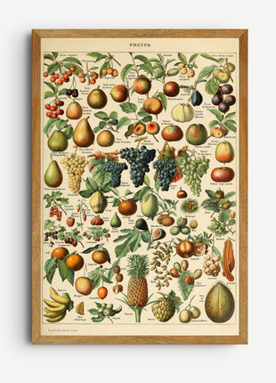 Adolphe Millot “Fruits” – Vintage Botanical Print from Le Larousse pour tous (c. 1897–1904). Unframed