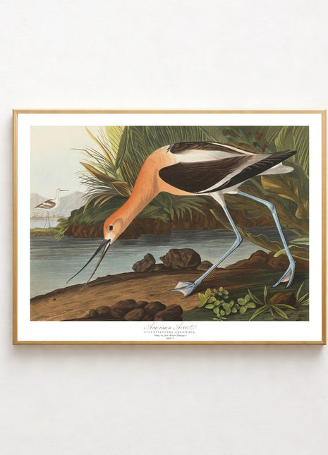American Avocet Vintage Print — From John James Audubon’s Birds of America (1827–1838). Unframed